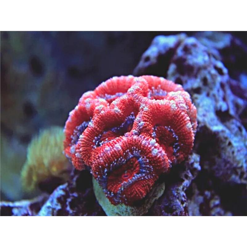 Coral Acanthastrea Lordhowensis red - frag - imagine 3